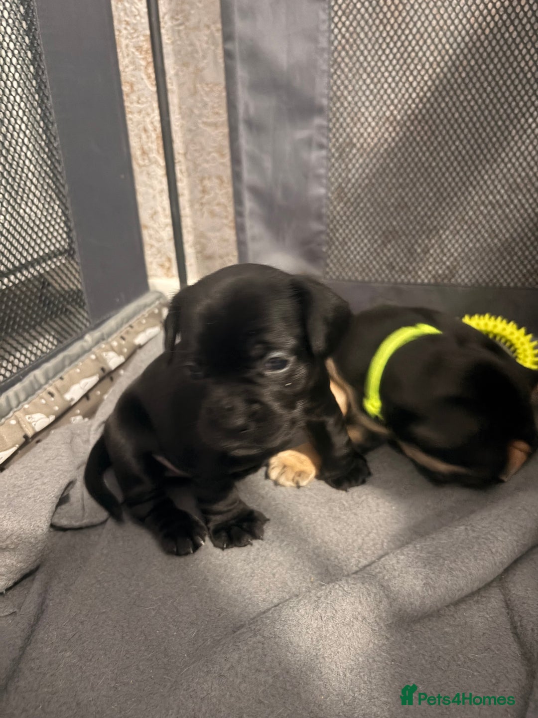 Mixed Breed dogs for sale: Frocker puppies - Advert 16