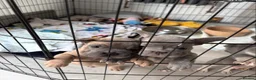 French Bulldog dogs for stud: Stud for sale  - Advert 4