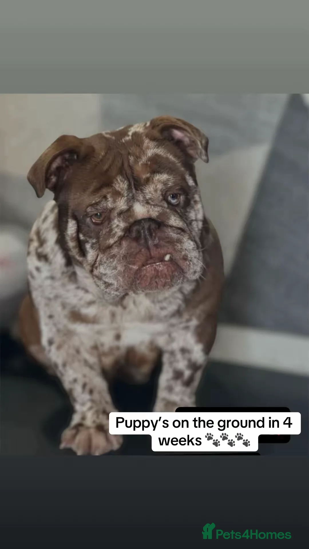 English Bulldog dogs for sale: Blown away with the interest in these guys already - Advert 1