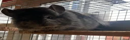 Chinchilla rodents for sale: RPA (Angoran) Chinchilla Boy, 7 months old - Advert 9