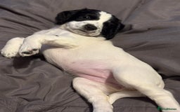 Sprocker dogs for sale: Sprocket Puppies - Advert 3