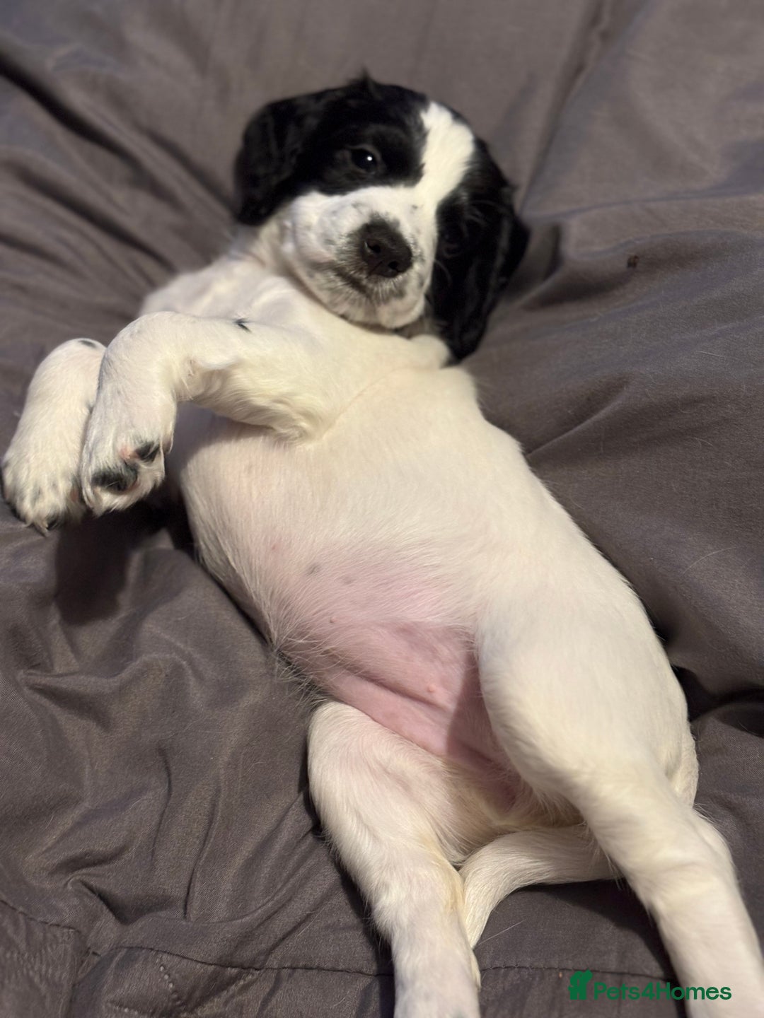 Sprocker dogs for sale: Sprocket Puppies - Advert 3