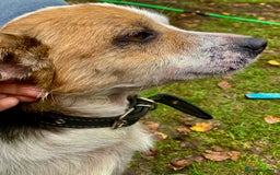 Jack Russell dogs for adoption: Jackie: The Little Dog Left to Freeze - Image 4