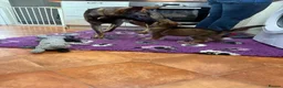 German Shepherd dogs for sale: KC Registered & Health Tested Working Line Puppies - Advert 37