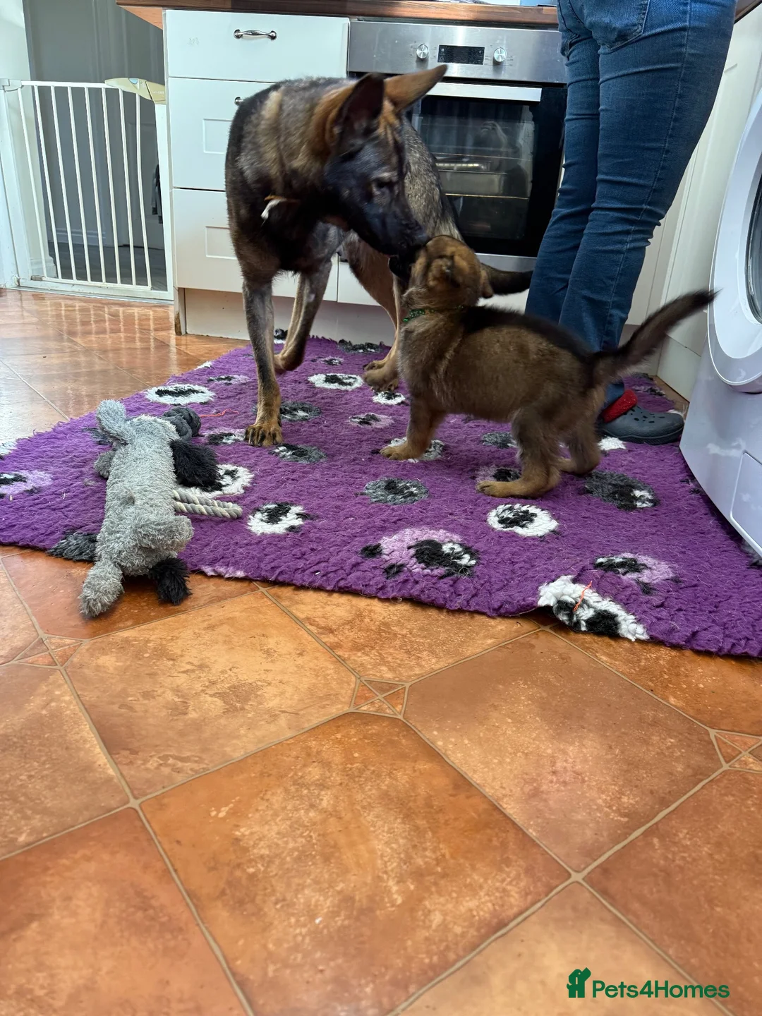 German Shepherd dogs for sale: KC Registered & Health Tested Working Line Puppies - Advert 37