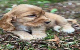 Cocker Spaniel dogs for sale: BEAUTIFUL KC SHOW TYPE COCKER SPANIELS  - Image 5