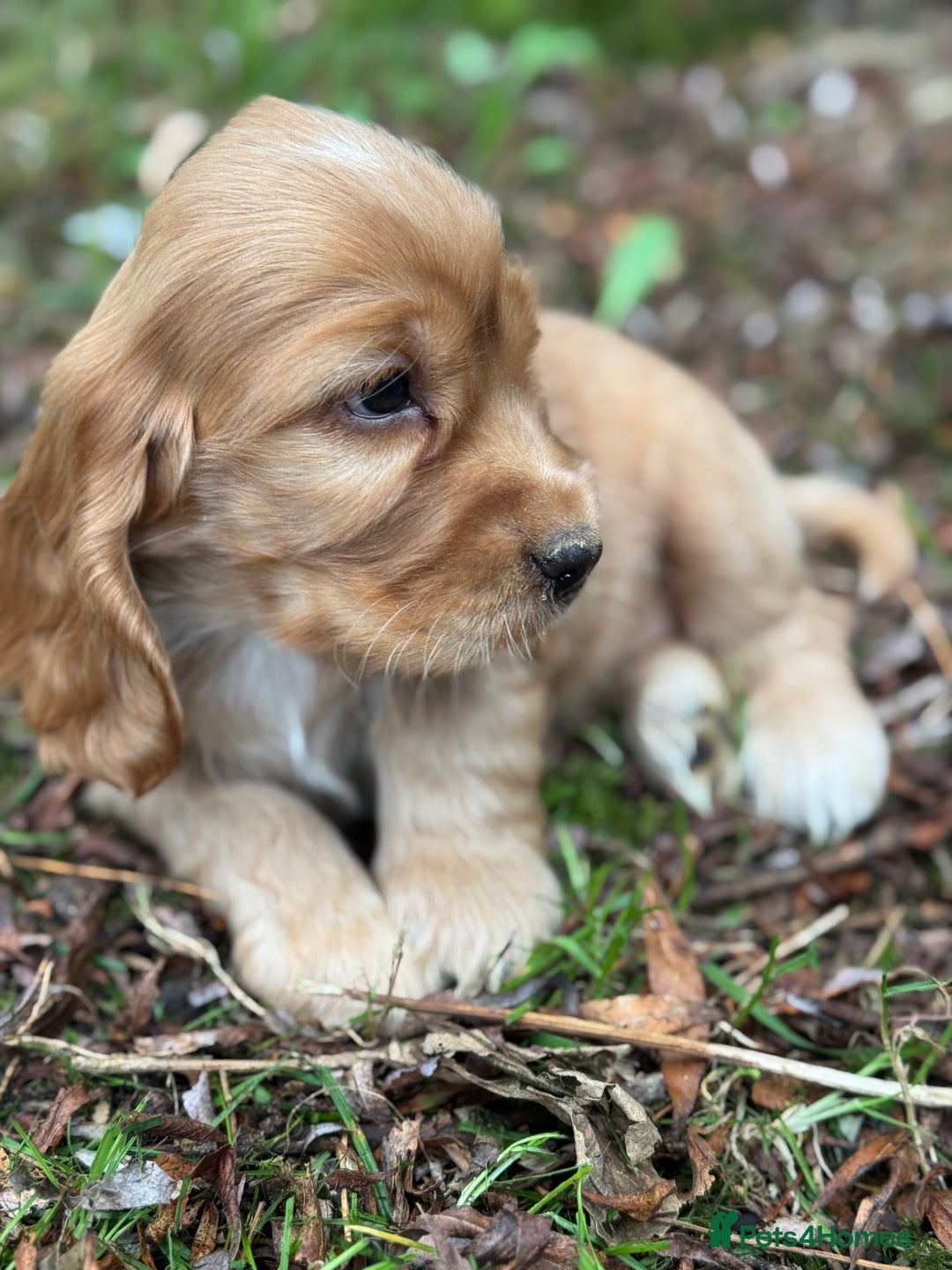 Cocker Spaniel dogs for sale: BEAUTIFUL KC SHOW TYPE COCKER SPANIELS  - Image 5