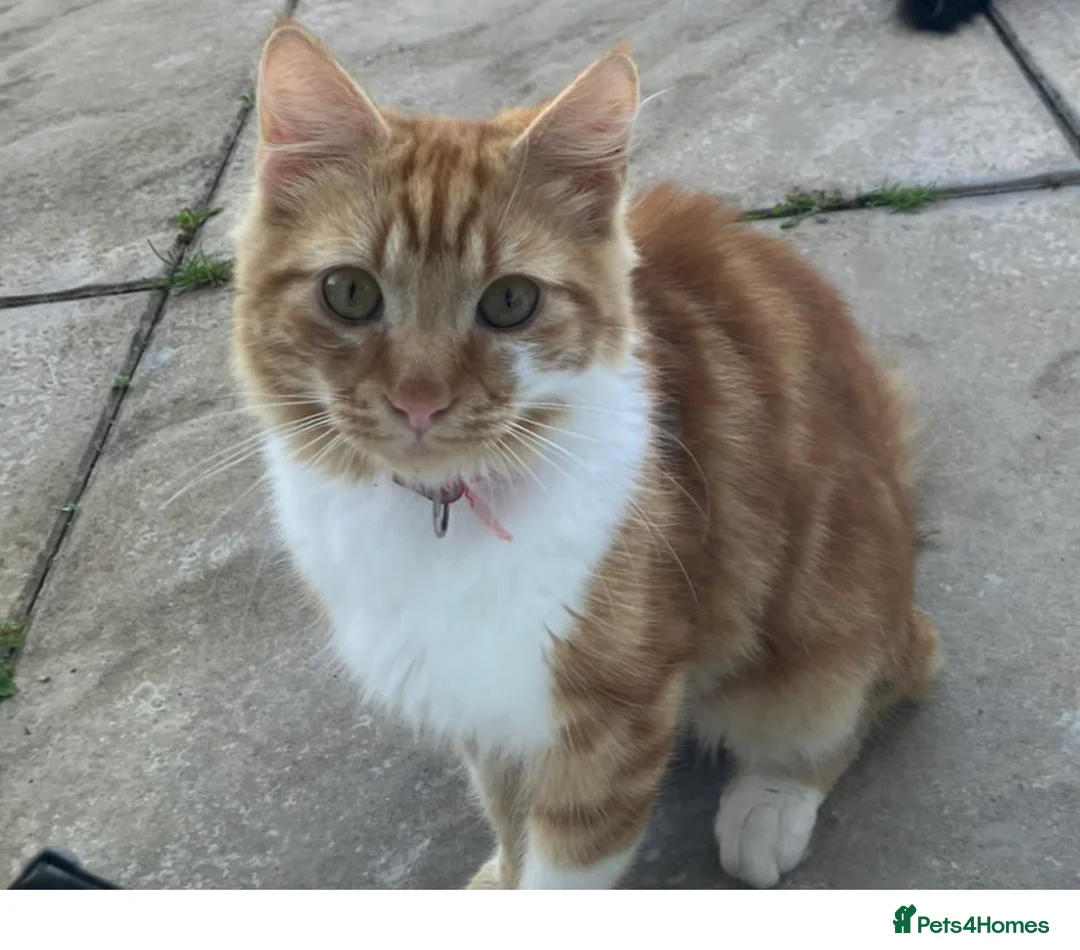 Mixed Breed cats for sale: Loving and friendly ginger male - Advert 1