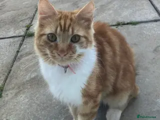 Mixed Breed cats Loving and friendly ginger male - Advert 1