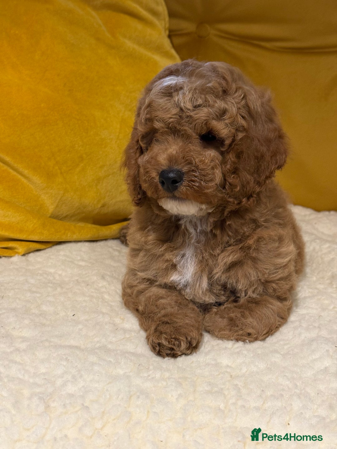 Cockapoo dogs for sale: Absolutely stunning puppies  - Advert 15