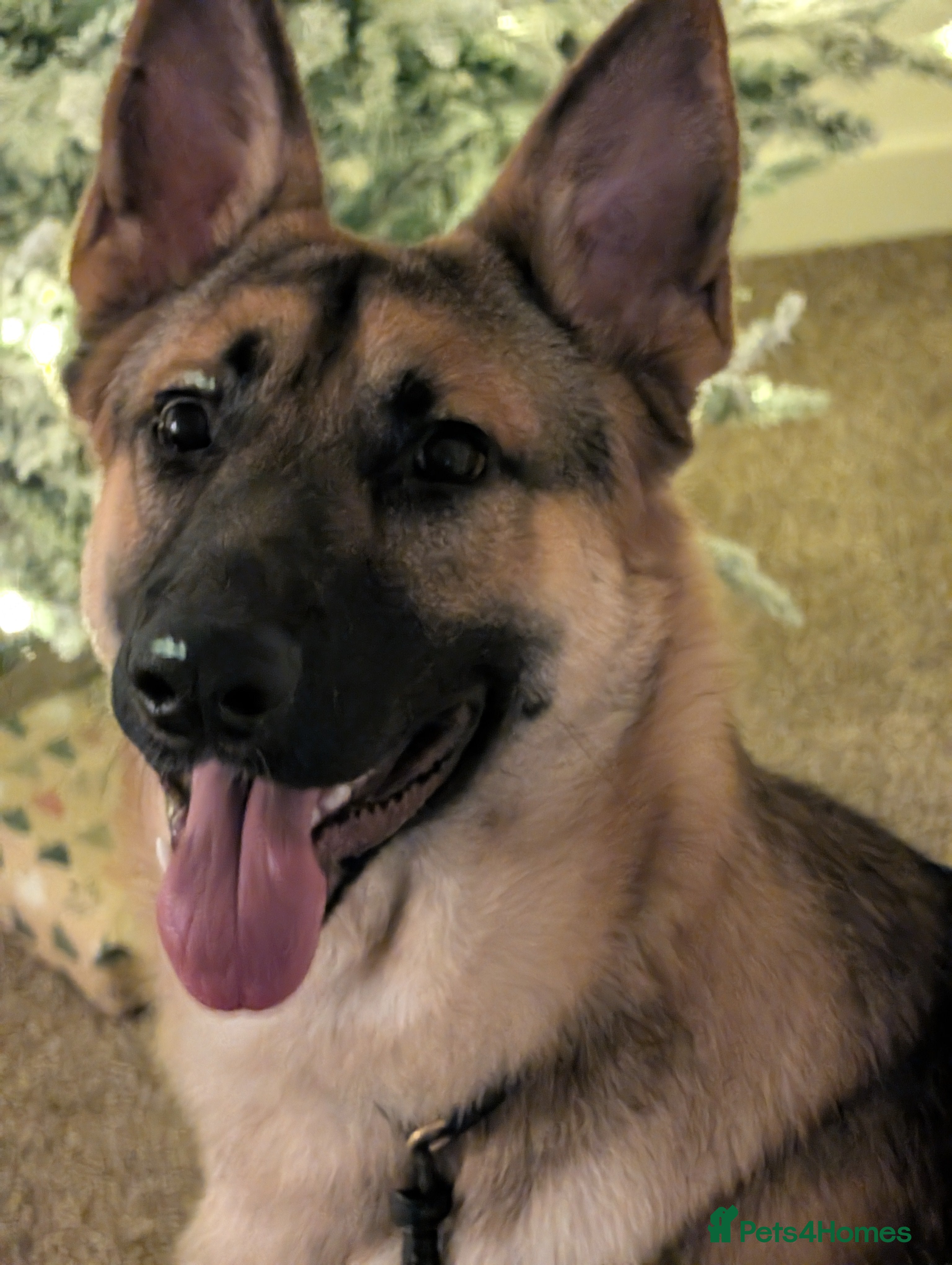 German Shepherd dogs Young gsd male superb temperament  - Advert 15