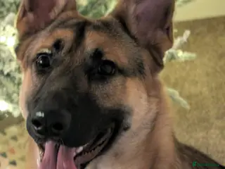 German Shepherd dogs Young gsd male superb temperament - Advert 15