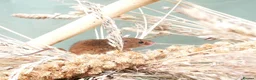 Mouse rodents for sale: Harvest mice  - Advert 6