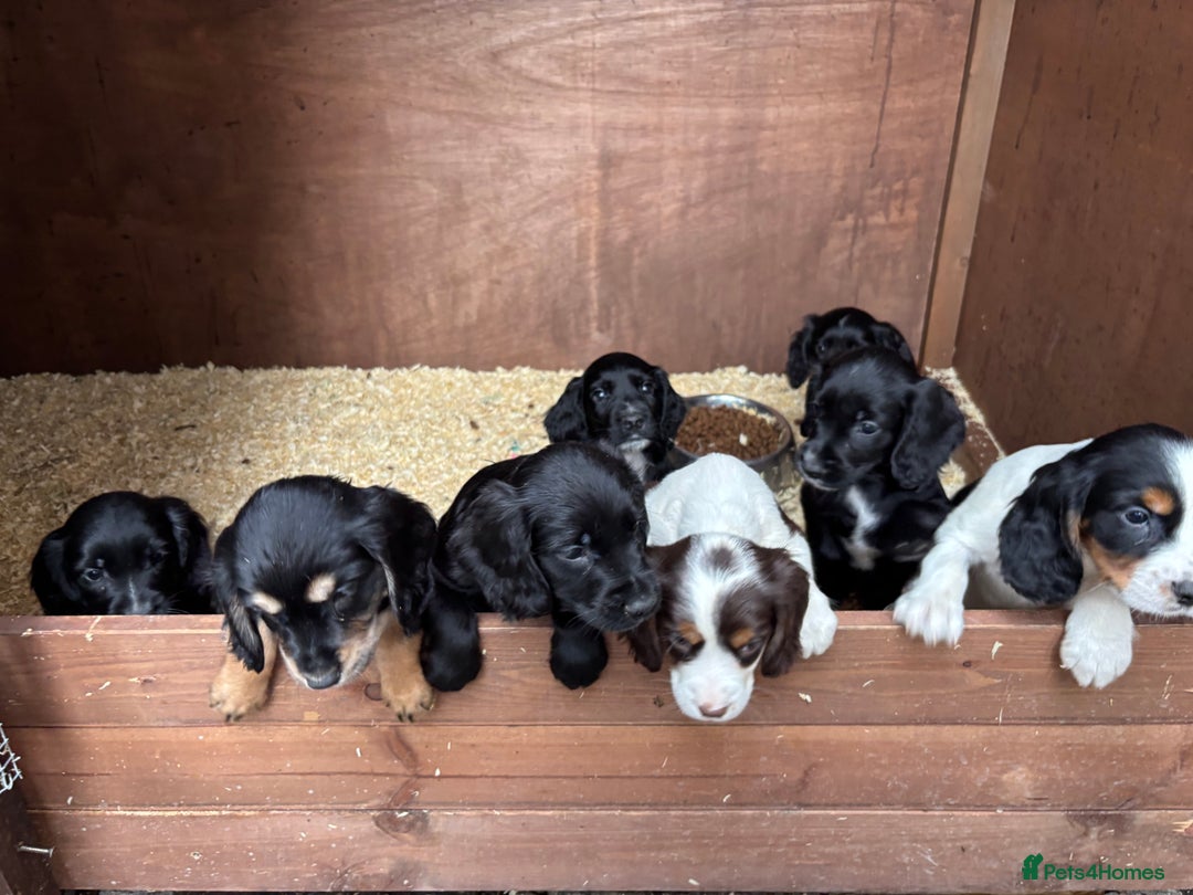 Cockapoo dogs for sale: Miniature f1b cockerpoos - Image 6