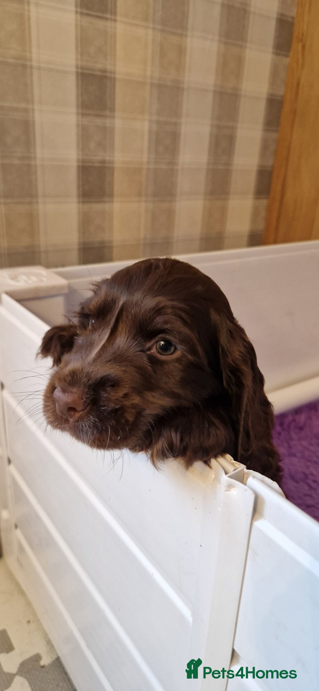 Cocker Spaniel dogs for sale: KC REG CHUNKY GORGEOUS COCKER PUPS - Advert 11