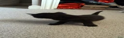 Mixed Breed cats for sale: Loving kittens for a good home BORN 22nd JUNE - Advert 8