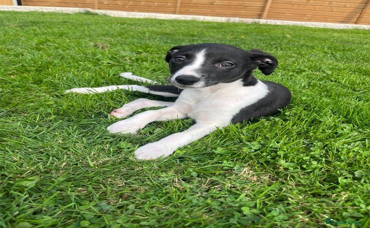 Whippet dogs - Advert 15