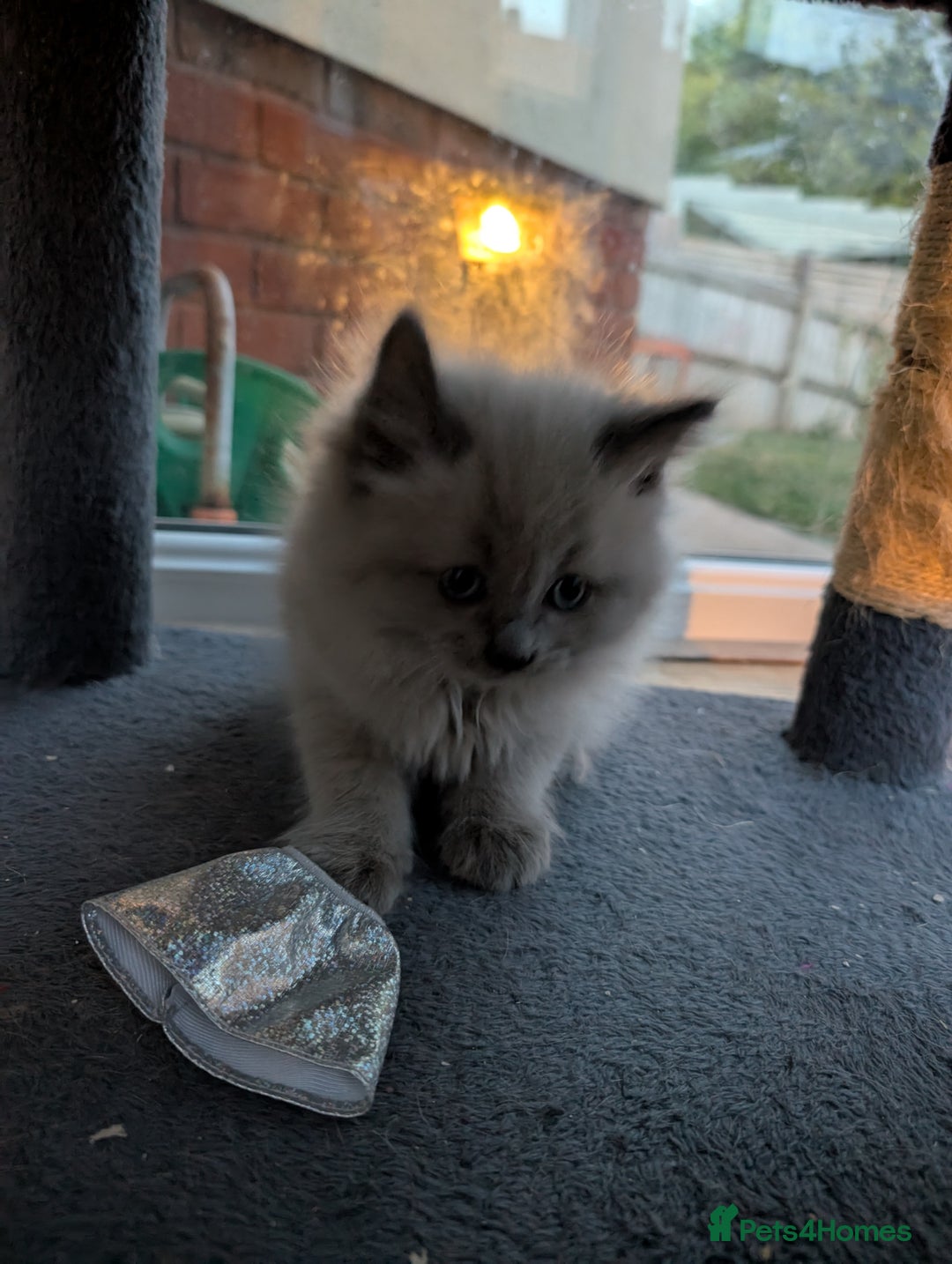 Ragdoll cats for sale: 4 gorgeous ragdoll kittens  - Image 15