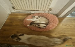 Ragdoll cats for sale: Ragdoll kittens  - Image 3
