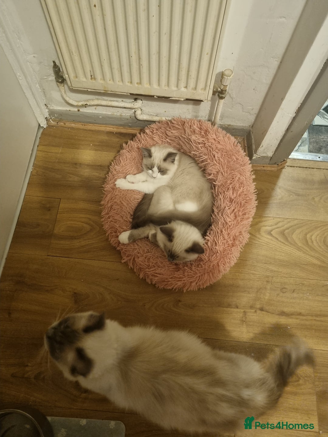 Ragdoll cats for sale: Ragdoll kittens  - Image 3