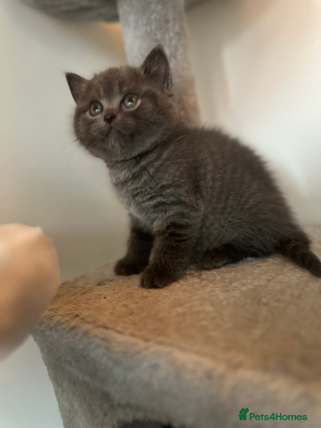 British Shorthair cats for sale: Last 2Stunning British Shorthair Kittens  - Advert 3