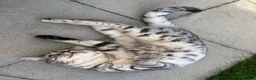 Bengal cats for sale: Bengal cross kittens  - Advert 7