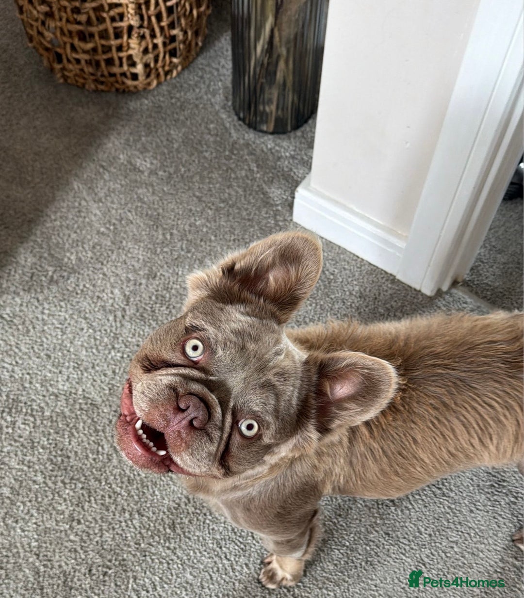 French Bulldog dogs for sale: Isabella & Tan fluffy French bulldoy - Image 13