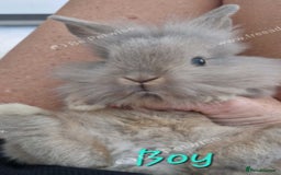 Mini Lion Lop rabbits for sale: Fluffy lion-lop bunnies BOYS READY NOW - Image 8