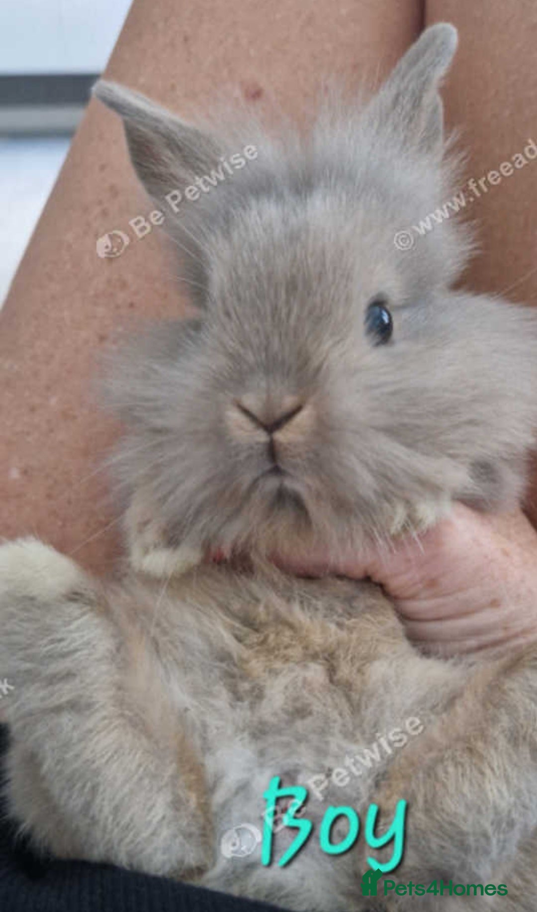 Mini Lion Lop rabbits for sale: Fluffy lion-lop bunnies BOYS READY NOW - Image 8