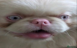 Pekingese dogs for sale: Pink Pekingese puppies  - Advert 18