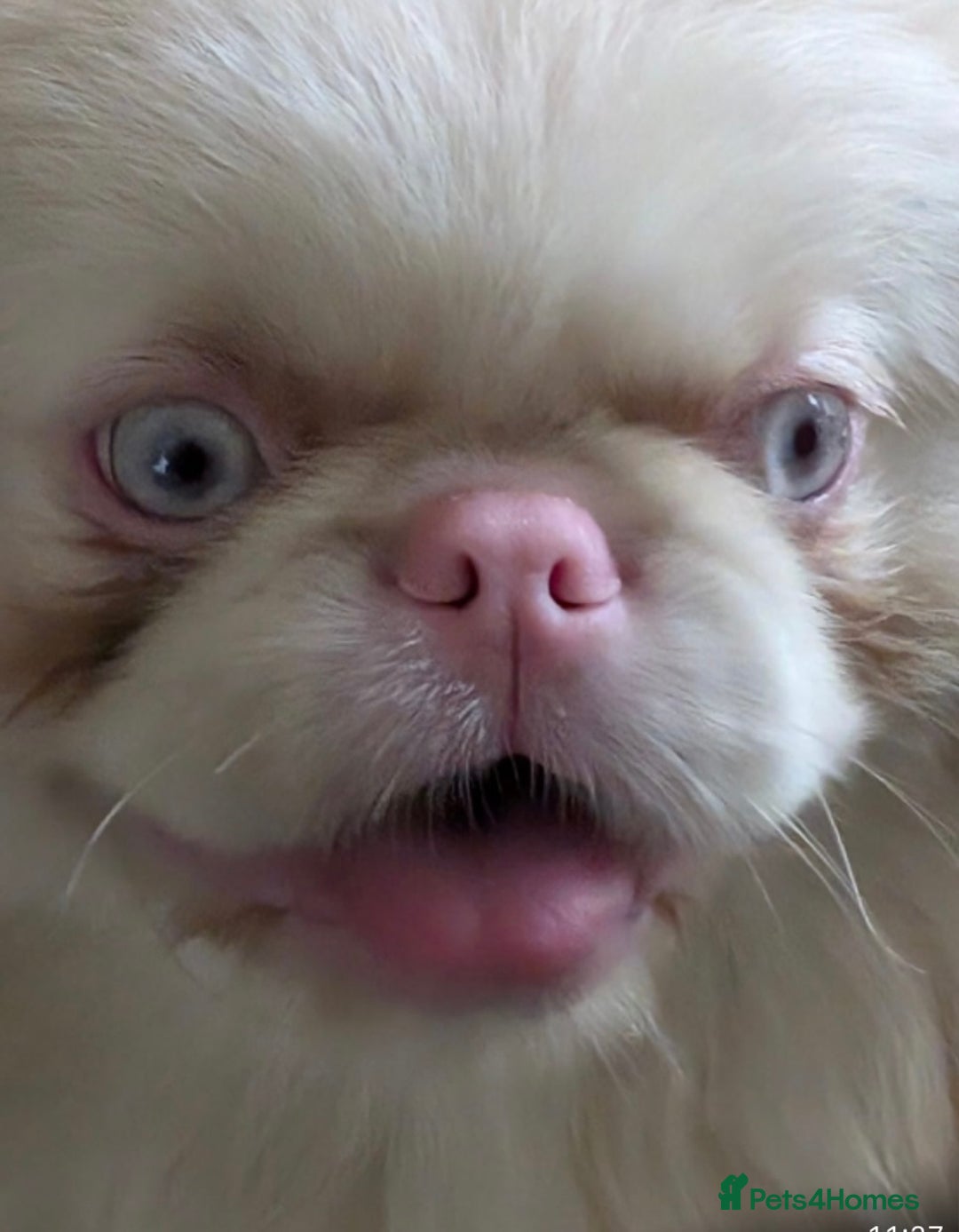 Pekingese dogs for sale: Pink Pekingese puppies  - Advert 18