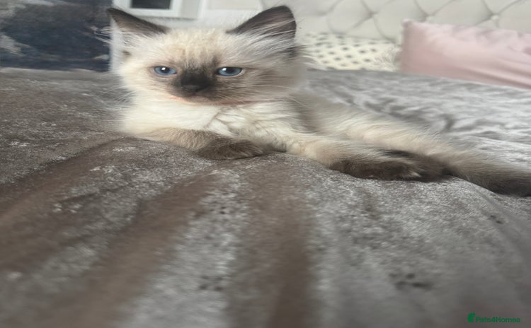 Ragdoll cats - Advert 3