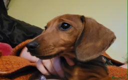 Miniature Dachshund dogs for sale: Beautiful little dachshund girl - Image 6