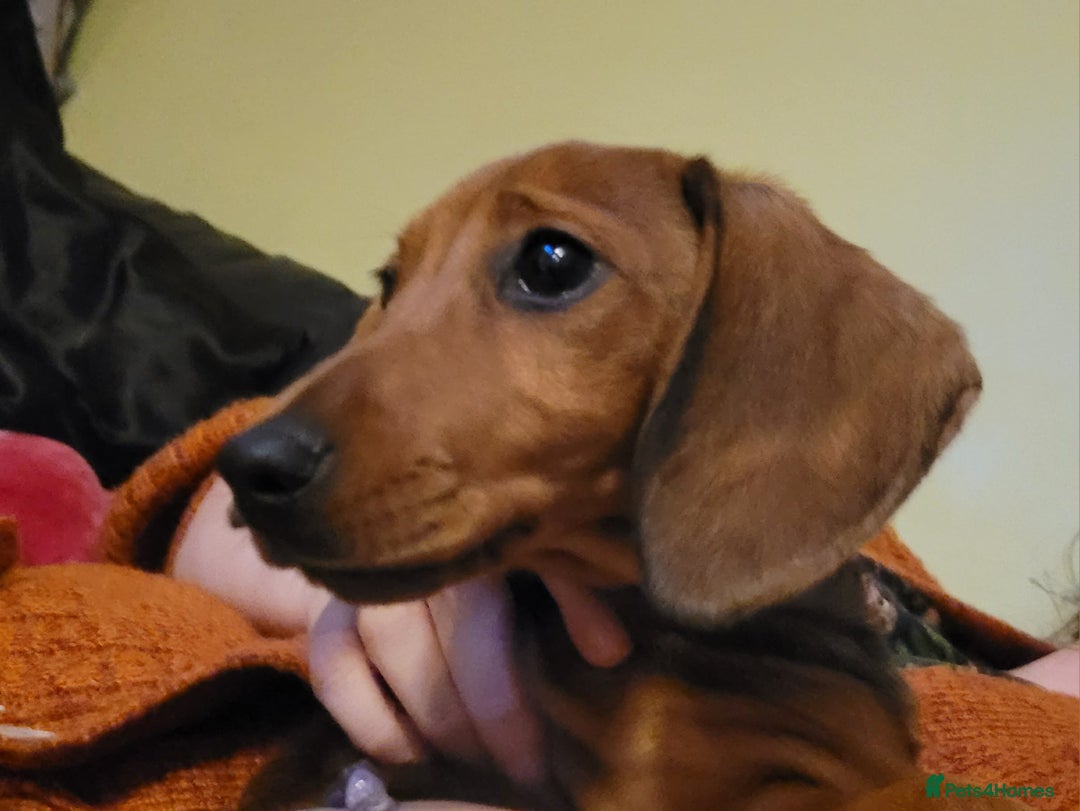 Miniature Dachshund dogs for sale: Beautiful little dachshund girl - Image 6