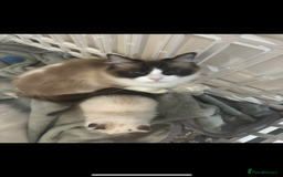 Ragdoll cats for sale: 5 ragdoll kittens GCCF  - Image 6