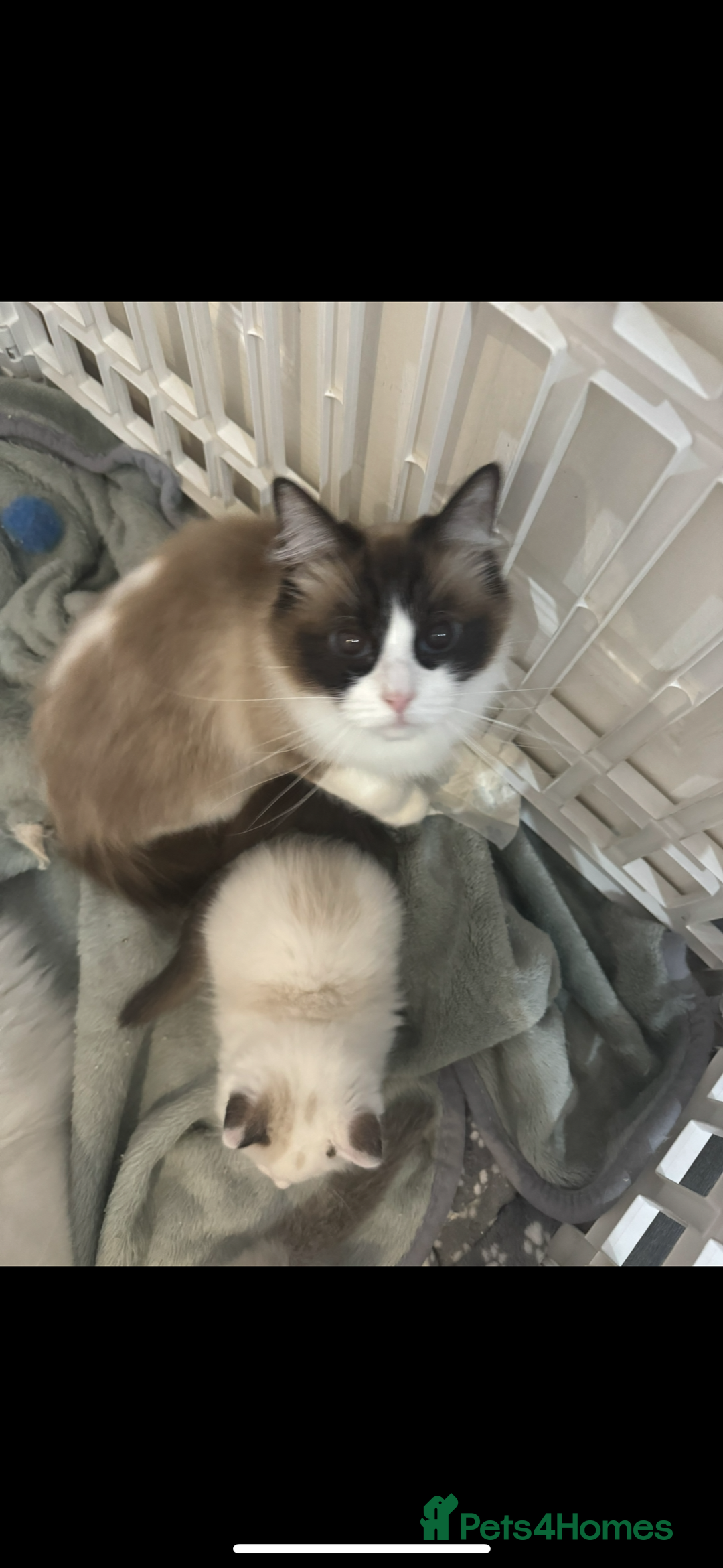 Ragdoll cats for sale: 5 ragdoll kittens GCCF  - Image 6