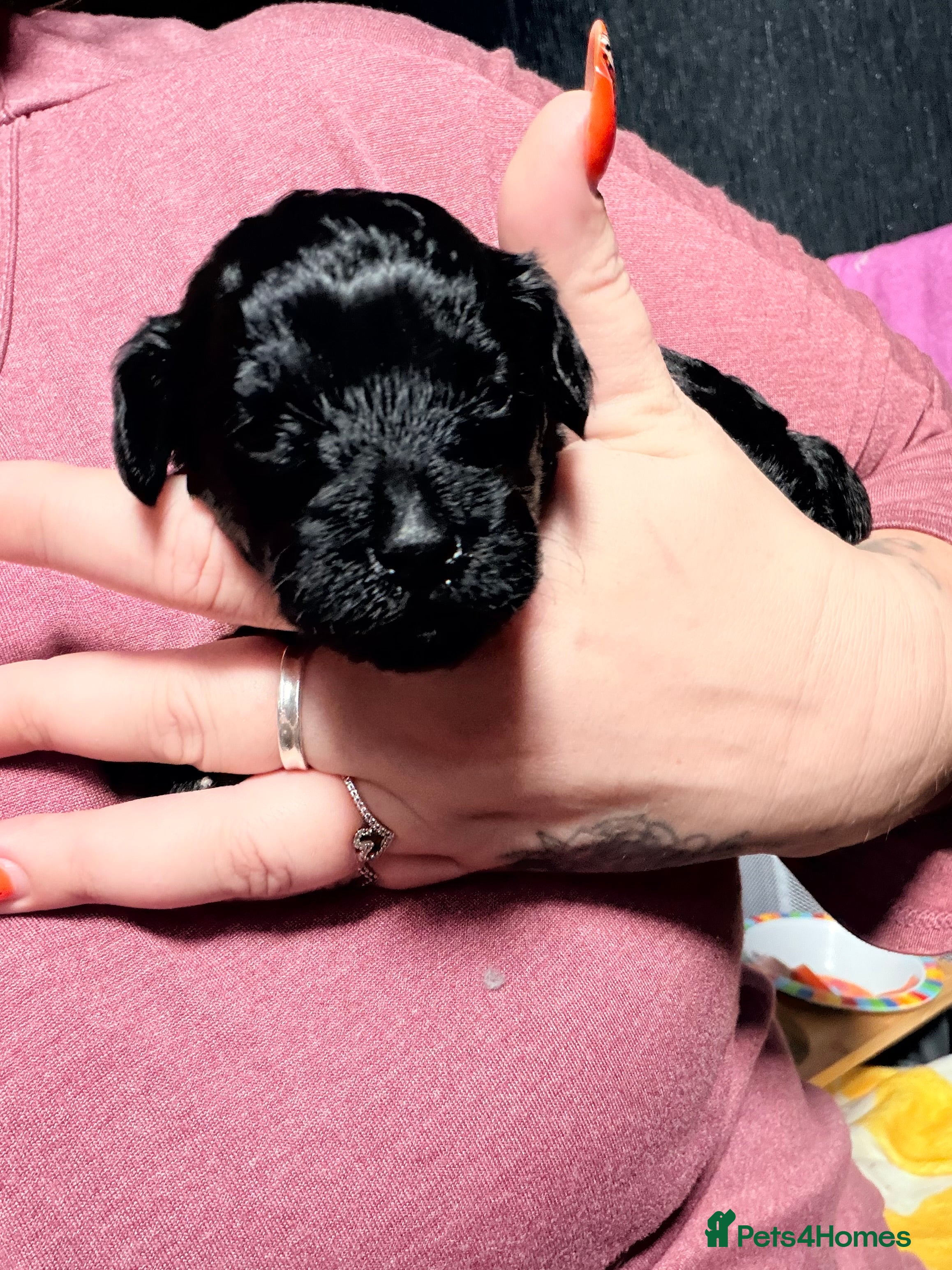 Mixed Breed dogs Beautiful Poochon puppies - Advert 2