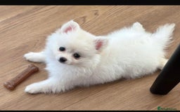 Pomchi dogs for sale: For sale girl Pomchis - Image 1