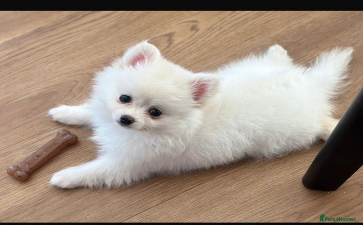 Pomchi dogs - Advert 2