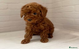 Toy Poodle dogs for sale: Purebred Toy Poodles Puppies Loving Homes! - Image 9