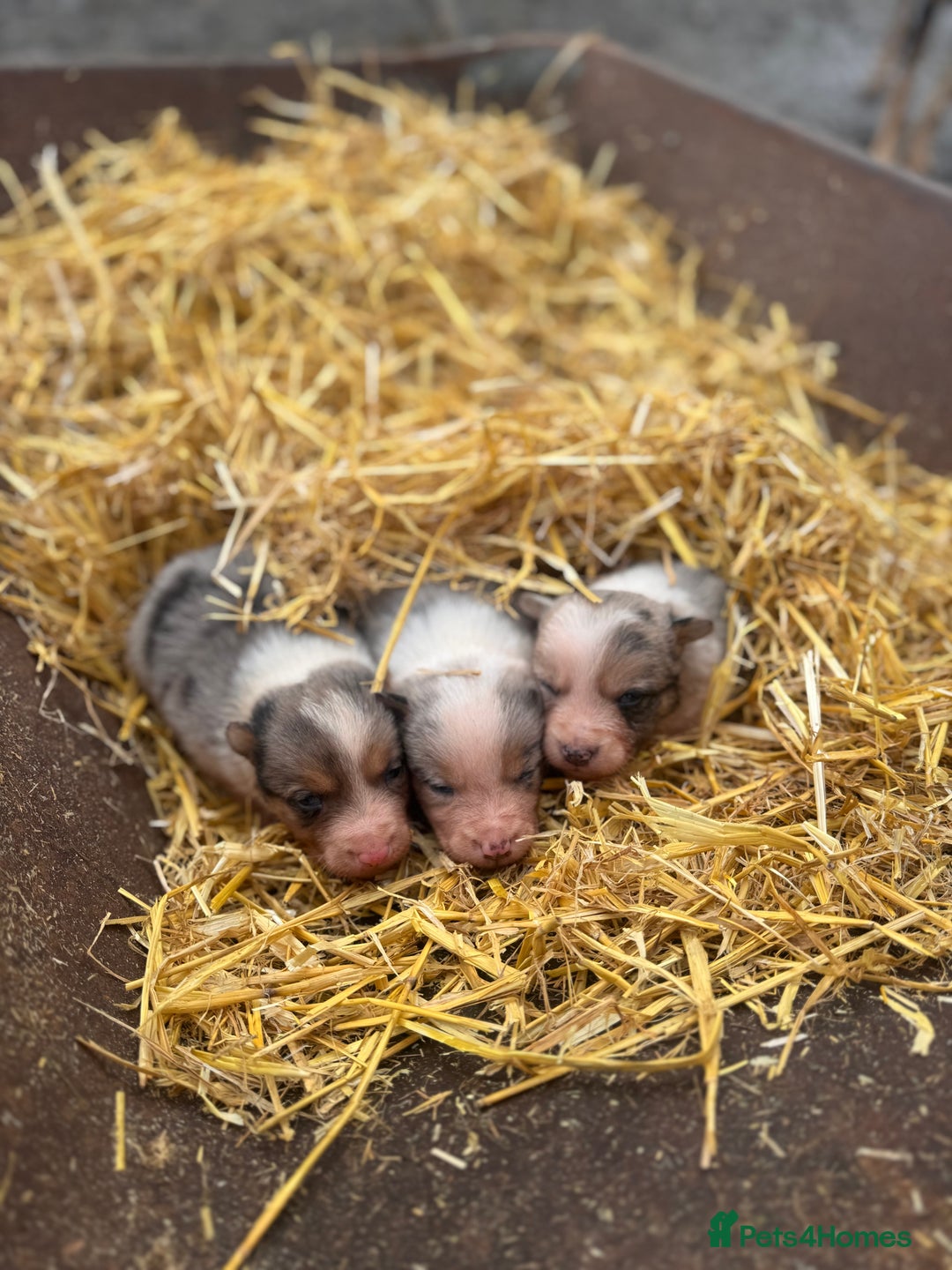 Border Collie dogs for sale: Blue merle collies - Advert 11