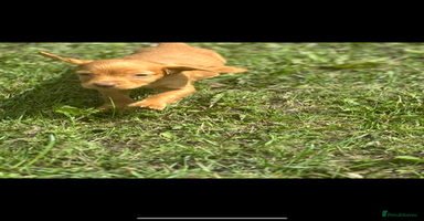 Cocker Spaniel dogs - Advert 5
