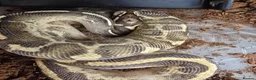 Python Snake reptiles for sale: Various Royal Pythons - Advert 8