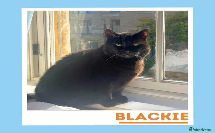 Mixed Breed cats - Advert 4