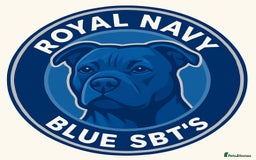 Staffordshire Bull Terrier dogs for sale: Quality Blue Staffies - Image 1