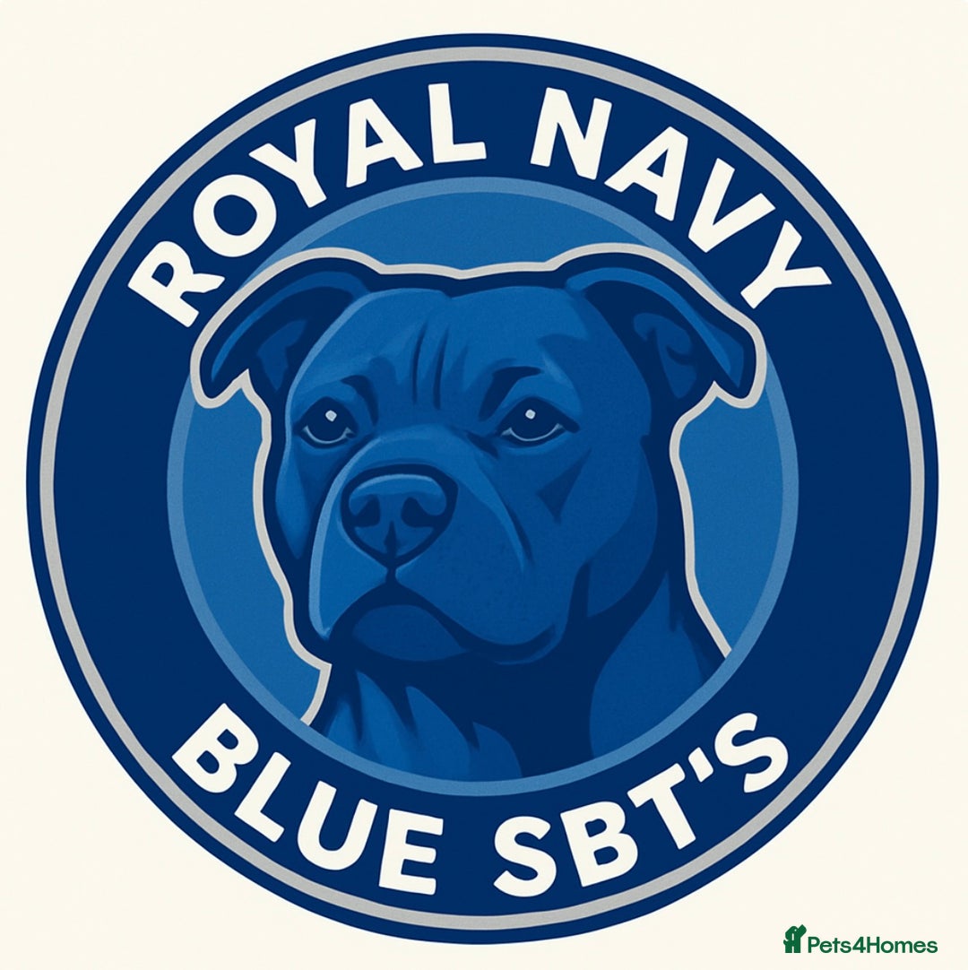 Staffordshire Bull Terrier dogs for sale: Quality Blue Staffies - Image 1
