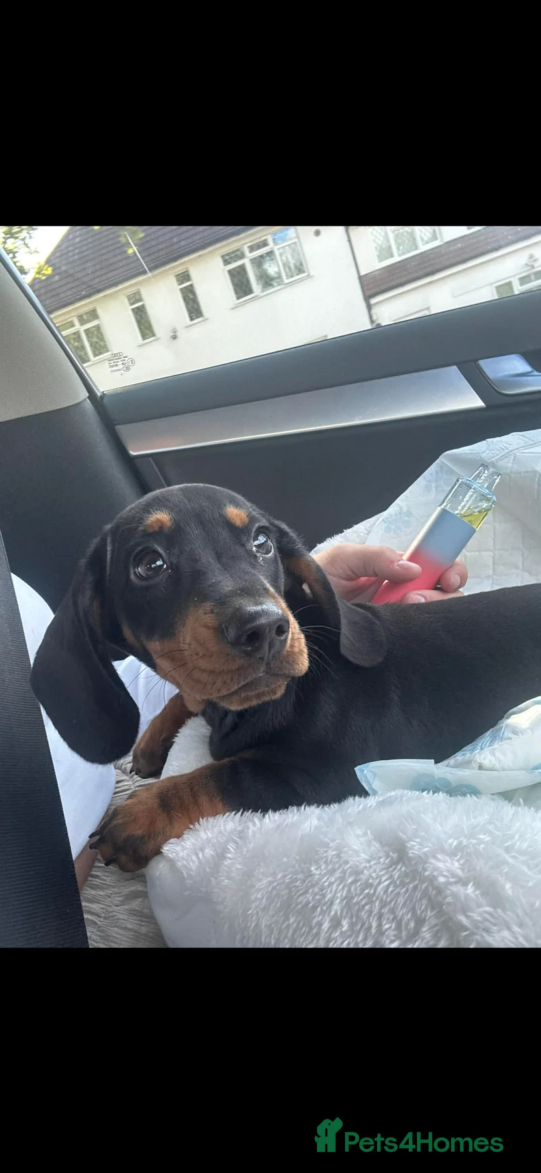 Miniature Dachshund dogs for sale: female miniature dachshund  - Advert 2