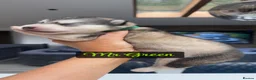 Alaskan Malamute dogs for sale: Outstanding Champion Lines KC Malamute Pups  - Advert 7