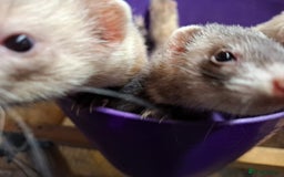Ferret rodents for sale: Ferret Kits for Sale - Image 4