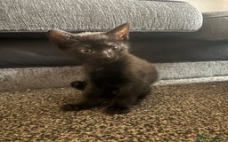 Mixed Breed cats for sale: 5 Black kittens - Image 6